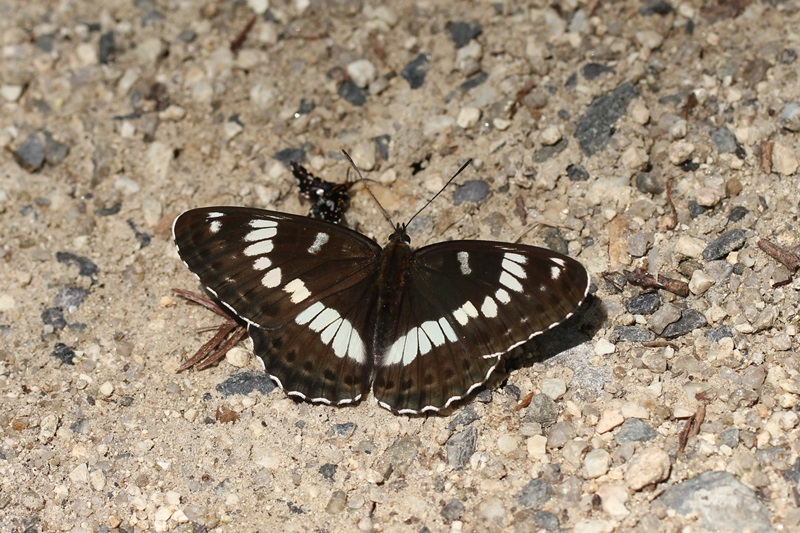 b0088772_2049990.jpg