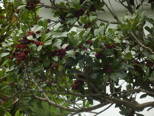 e0292172_2141669.jpg