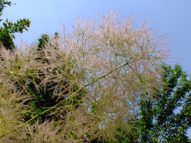 e0145782_201141.jpg
