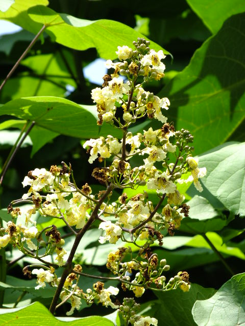 e0145782_20133075.jpg