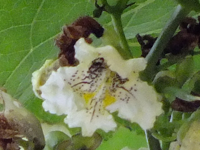 e0145782_20141071.jpg