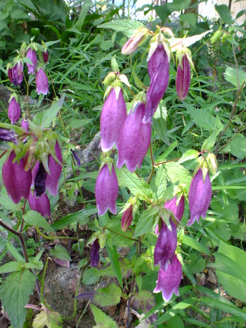 e0145782_2016253.jpg