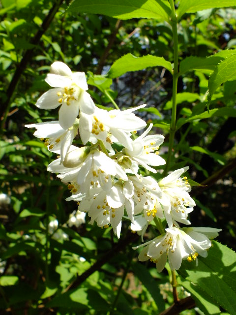e0145782_2055911.jpg