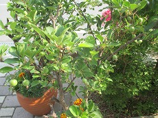 a0142083_22512679.jpg