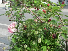 a0142083_22513547.jpg