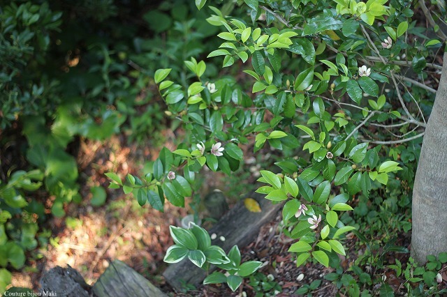 e0043686_1821547.jpg