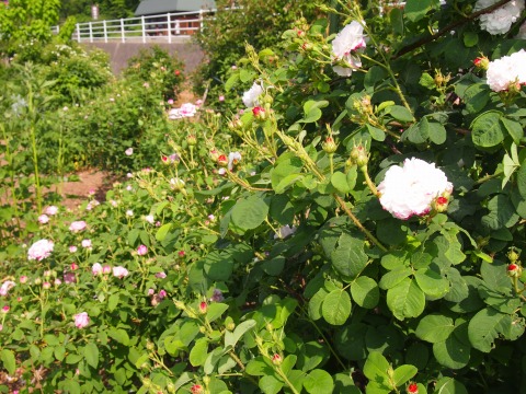 c0117007_21503961.jpg