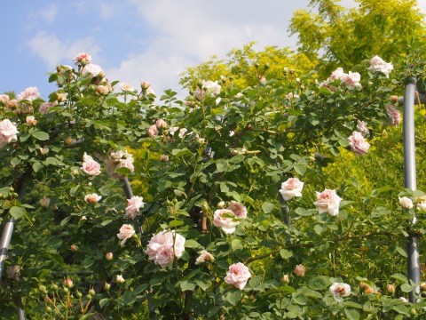 c0117007_21511224.jpg