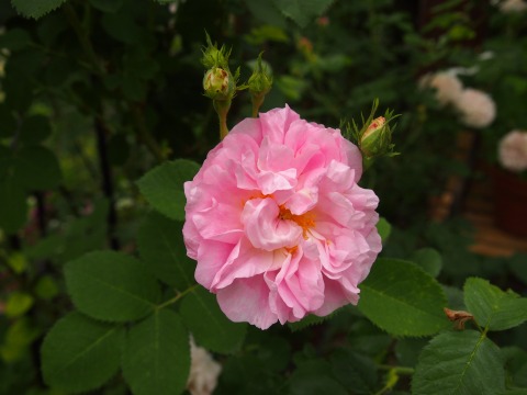 c0117007_22411614.jpg