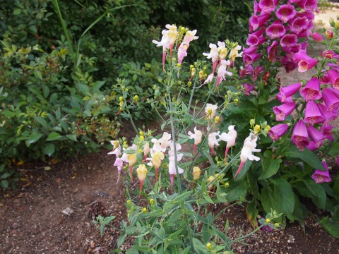 c0117007_2245379.jpg