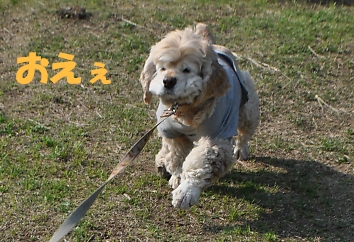 にほんブログ村 犬ブログ アメリカンコッカースパニエルへ