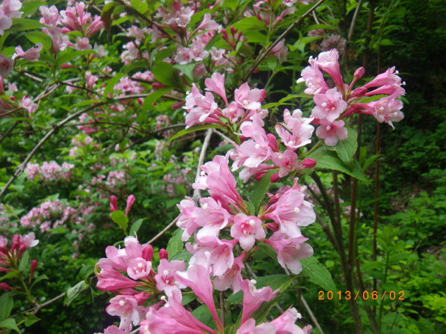 d0006512_16555491.jpg