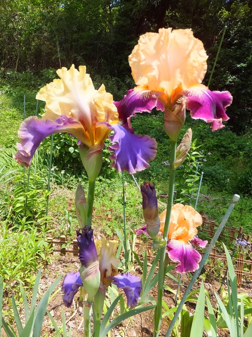 c0234117_1432871.jpg