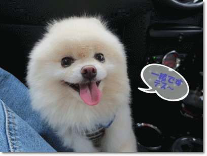 b0167519_14274681.gif