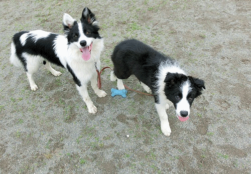 b0279527_11203415.gif