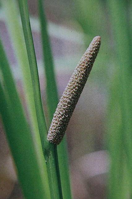b0162728_17375391.jpg