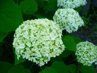 b0209636_20494660.jpg