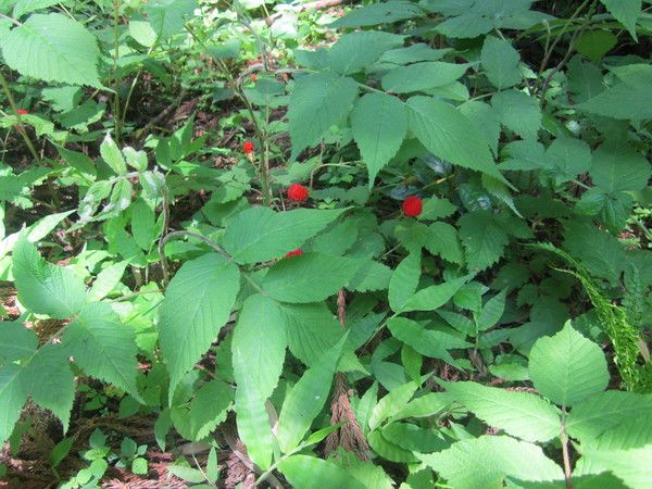 b0132746_22375257.jpg