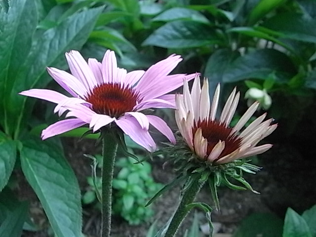 a0146070_674933.jpg