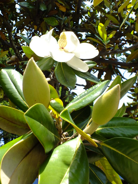 e0145782_20332596.jpg