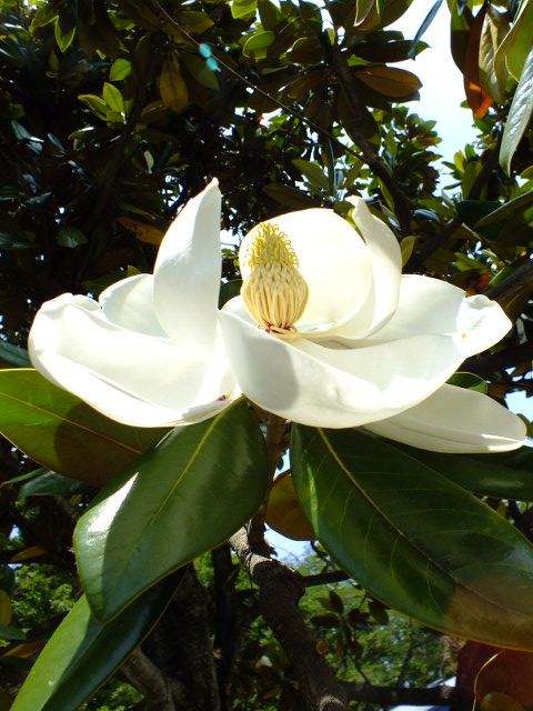e0145782_20335322.jpg
