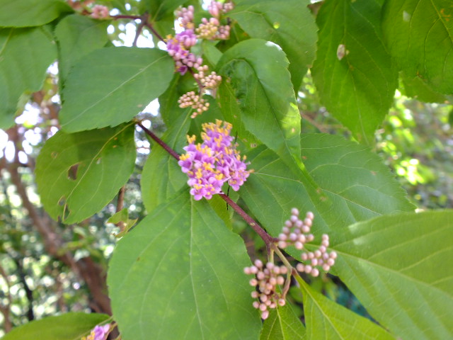 e0145782_20362326.jpg
