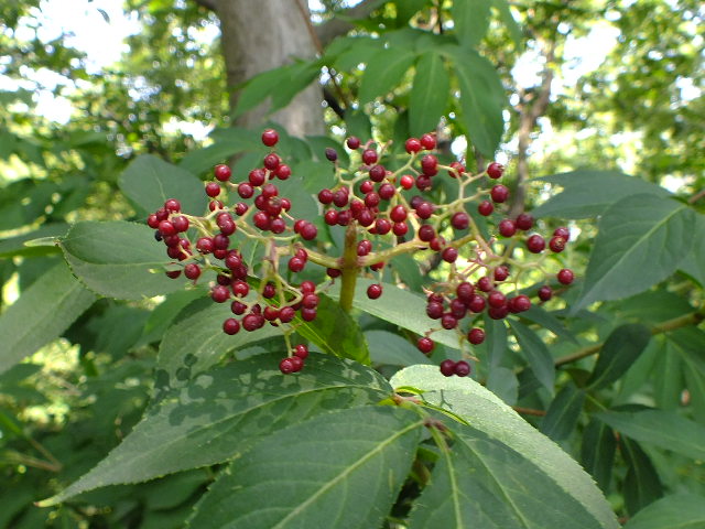 e0145782_2036571.jpg