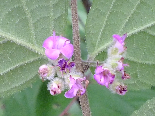 e0145782_2040046.jpg