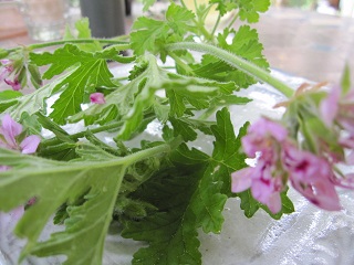 c0152002_164016.jpg