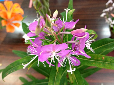 b0279109_14351129.jpg