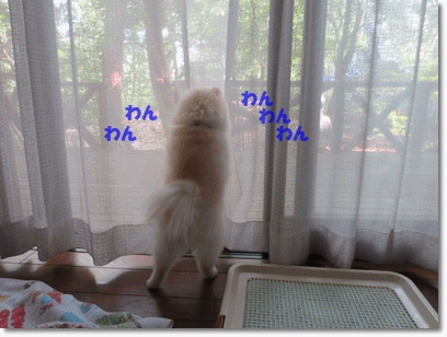 b0167519_984422.gif
