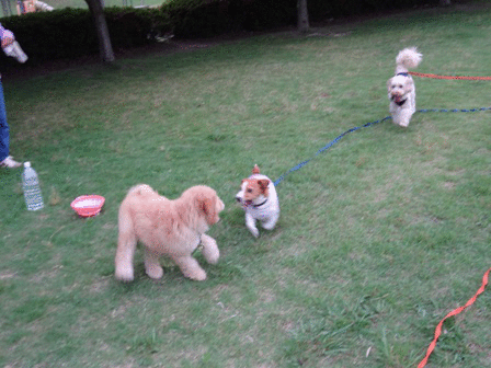 c0254426_9583641.gif