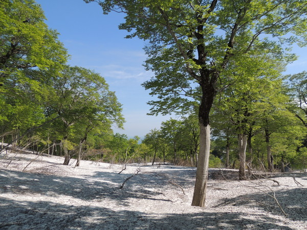 f0118332_22335995.jpg