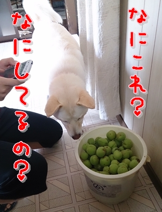 f0195543_15355017.jpg