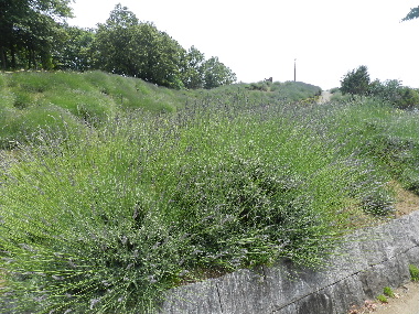 e0172950_19154041.jpg