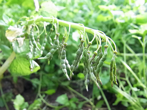 f0236291_842038.jpg