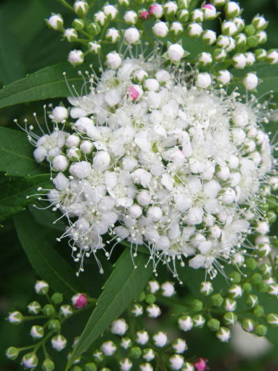 e0017396_00418.jpg