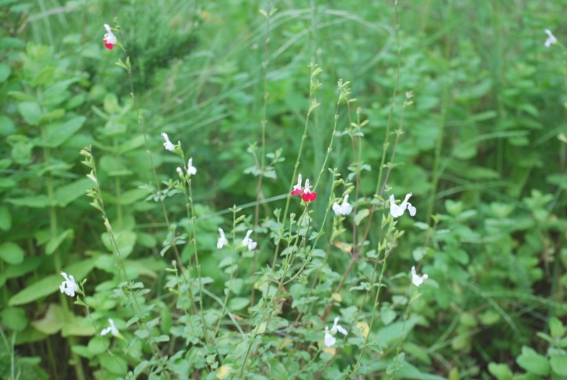 e0025300_17481286.jpg