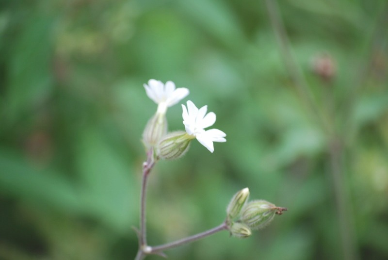 e0025300_1759515.jpg