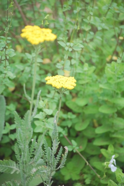 e0025300_1817038.jpg