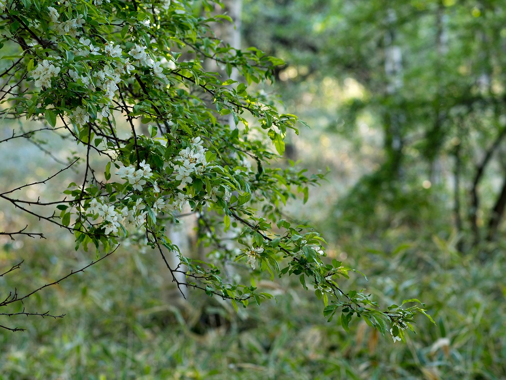 f0224100_2321166.jpg