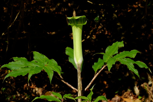 e0304001_061243.jpg