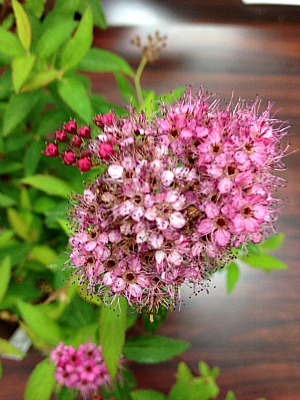b0279109_683560.jpg