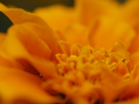c0186410_1624321.jpg