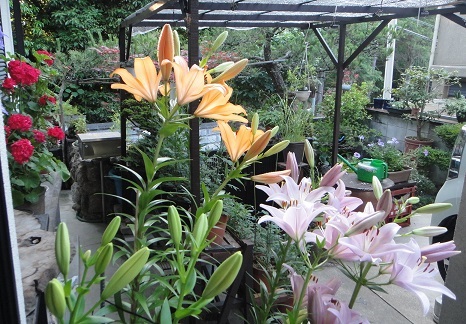 f0000521_19253036.jpg