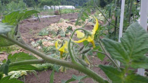 c0300035_16495616.jpg
