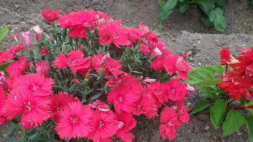 c0300035_165228.jpg