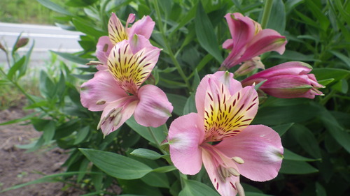 c0300035_1653422.jpg