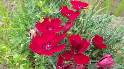 c0300035_1717996.jpg