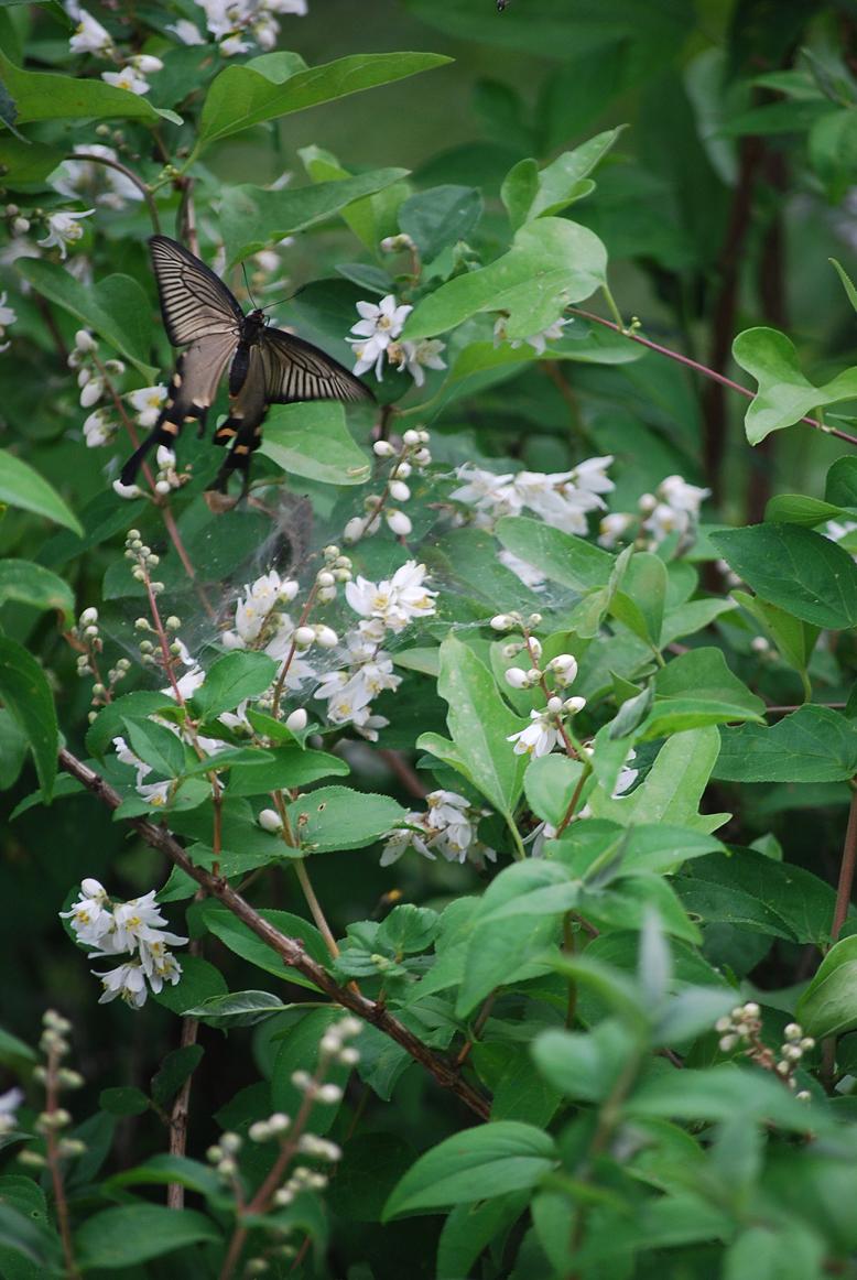 f0000148_2153996.jpg